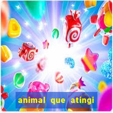 animal que atingi 230 decibeis